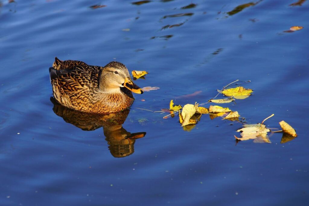 Duck Swimming in Lake Stock Free