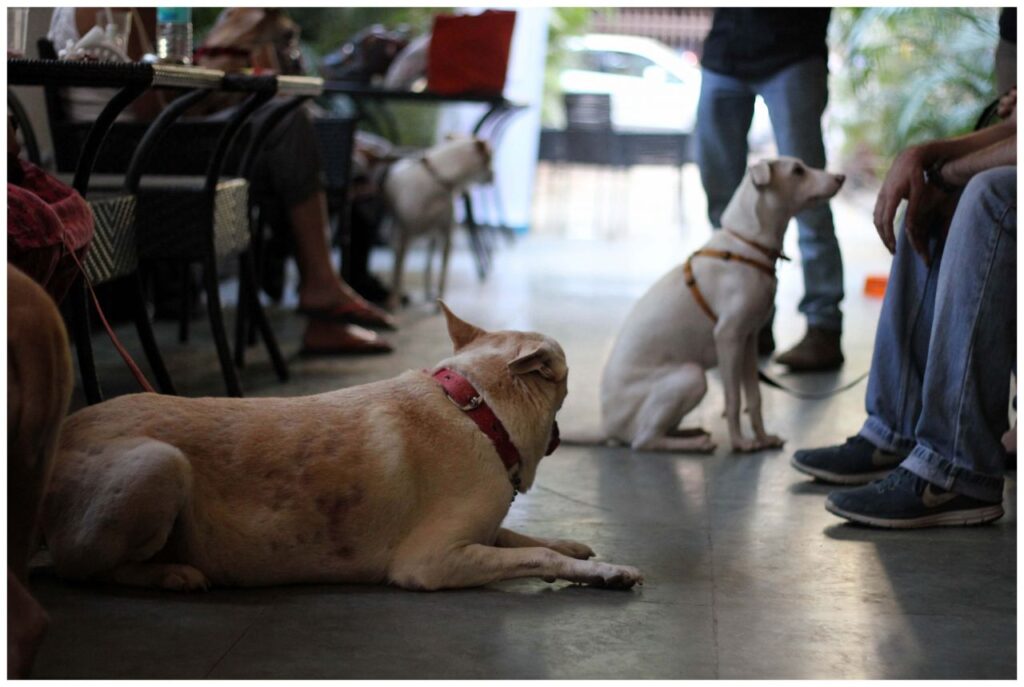 Dogs Friends Sitting Stock Free