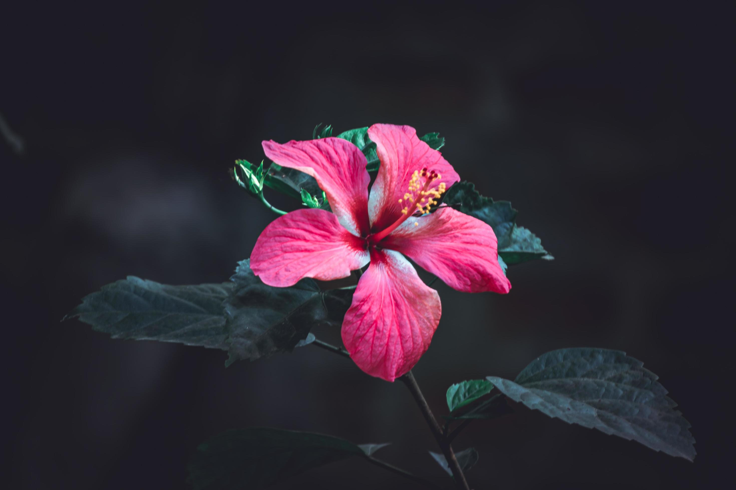 hibiscus rose, China rose, Hawaiian hibiscus, rose mallow flower in the garden, selective focus Stock Free