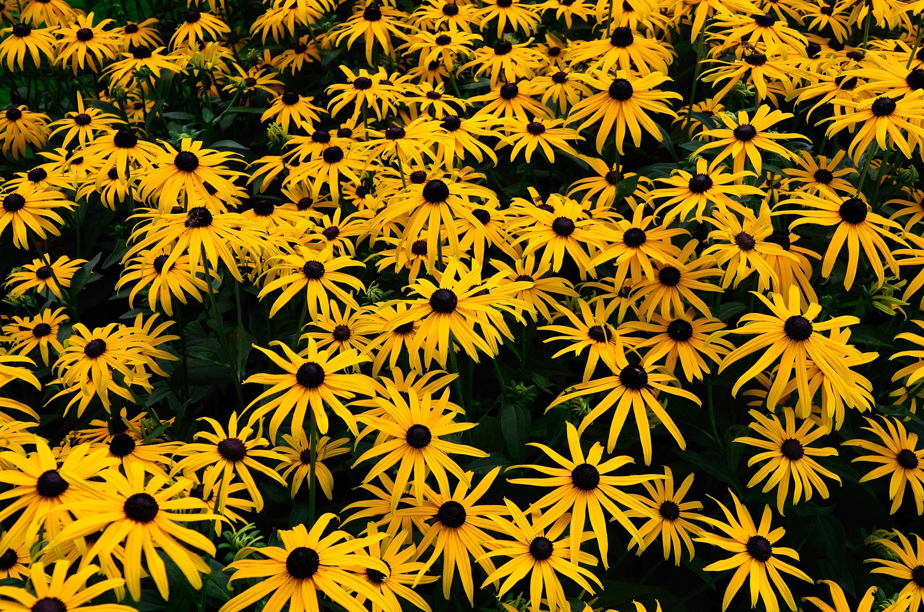 many yellow flowers Stock Free