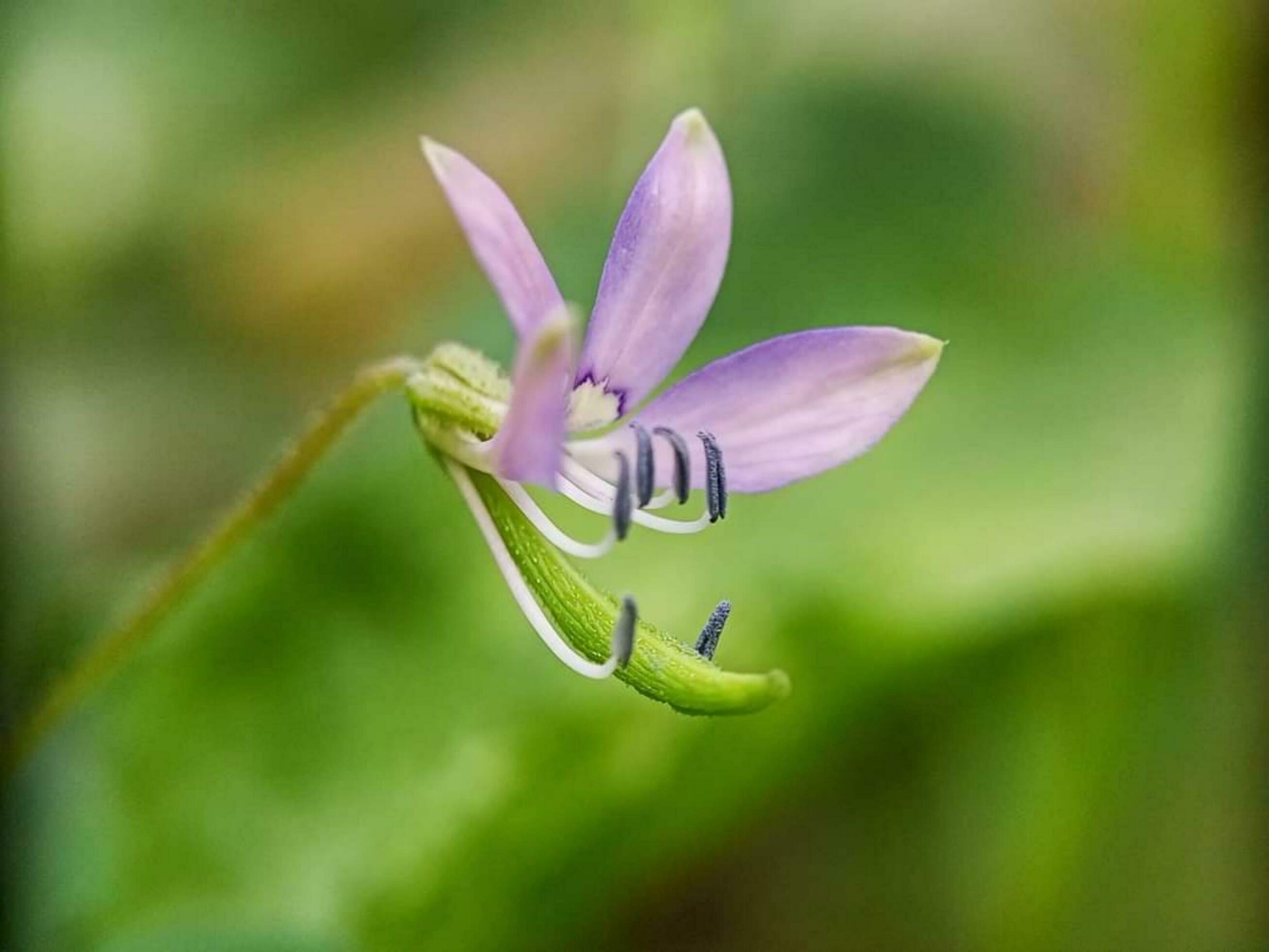 Blooming flower in nature Stock Free