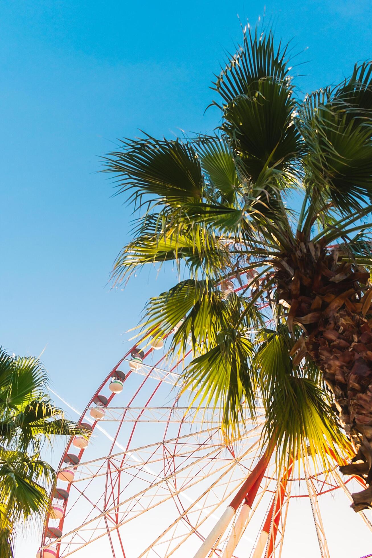 View of the Ferris wheel attraction against a background of blue sky between palm trees. Ferris wheel in the Georgian city of Batumi. Stock Free