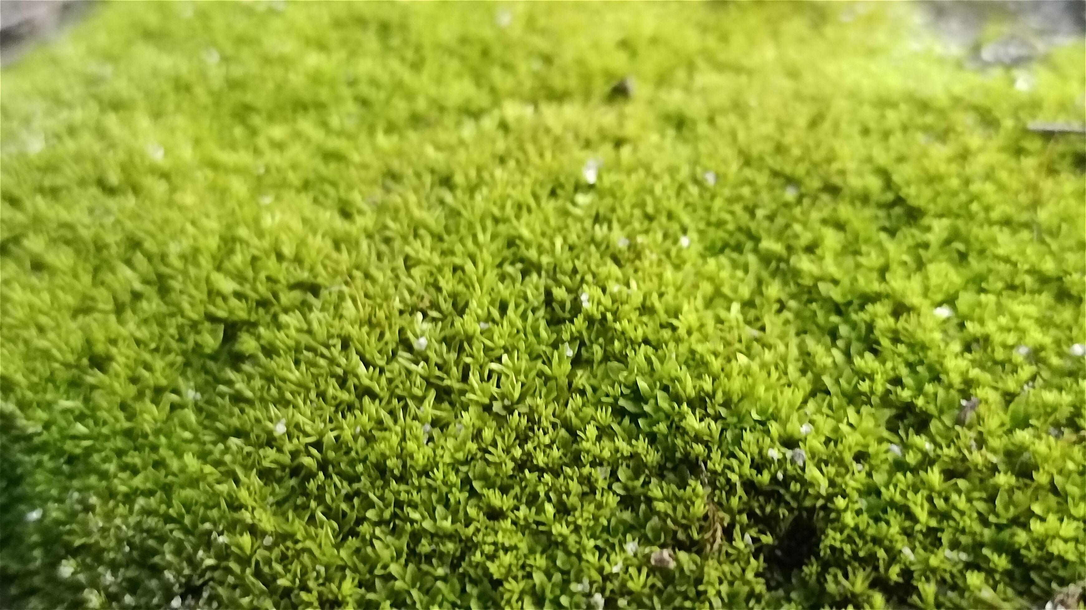 green grass or fresh moss background Stock Free