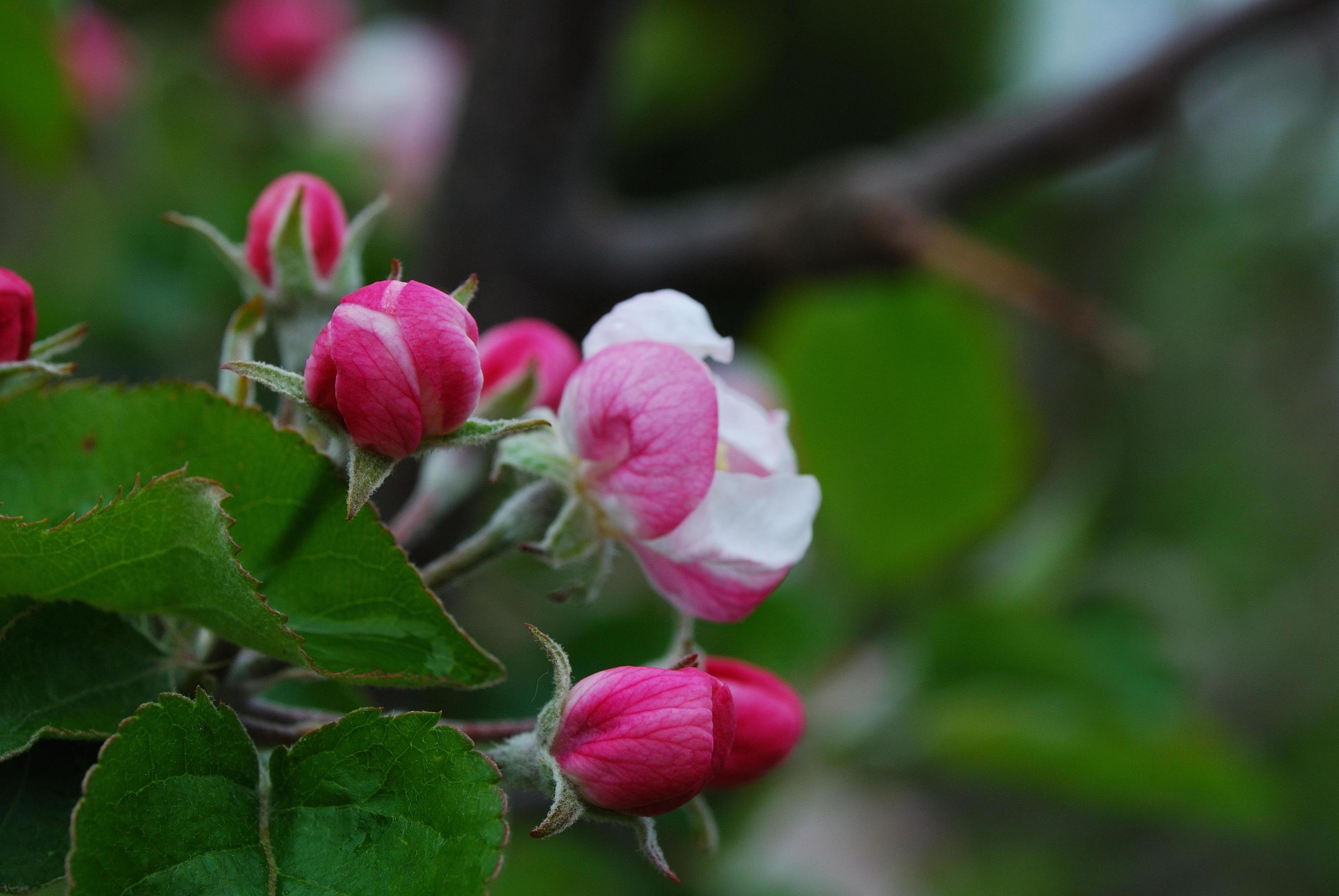 flowering apple tree Stock Free