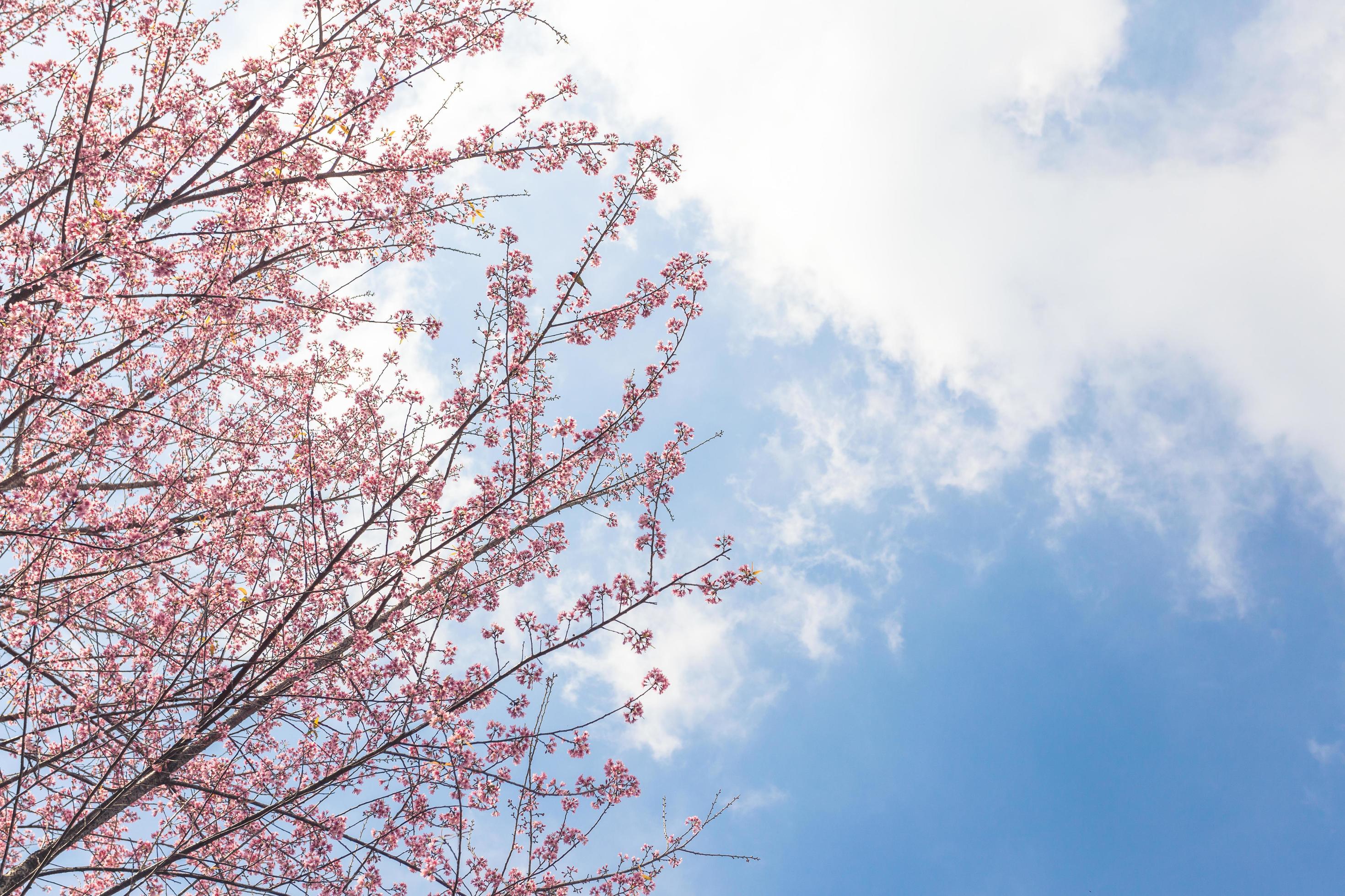 cherry blossom flower and sky clouds for natural background. Stock Free