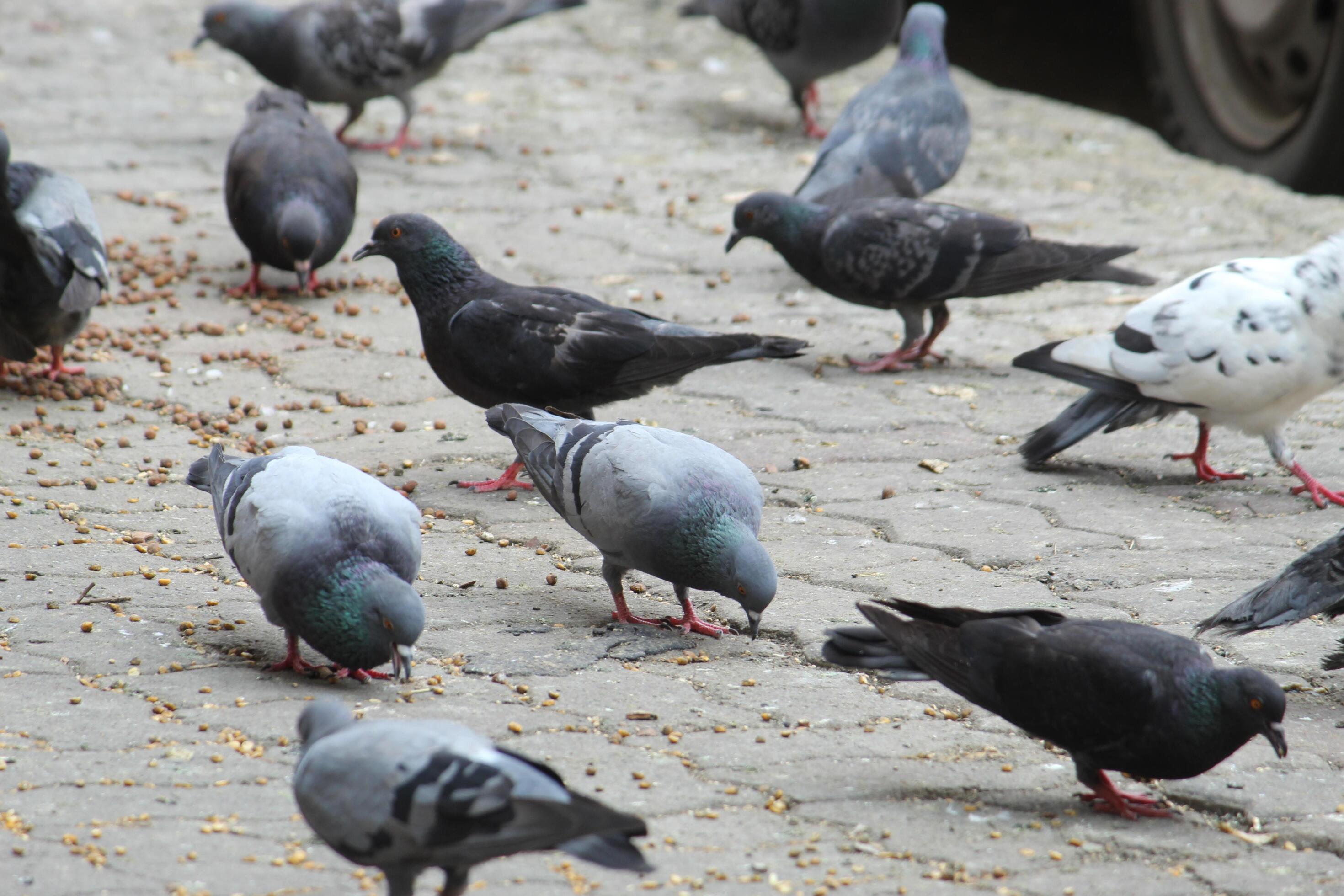 Common Indian Pigeon display on local street. Bird feeding on open and empty road. Beautiful Bird background. Stock Free