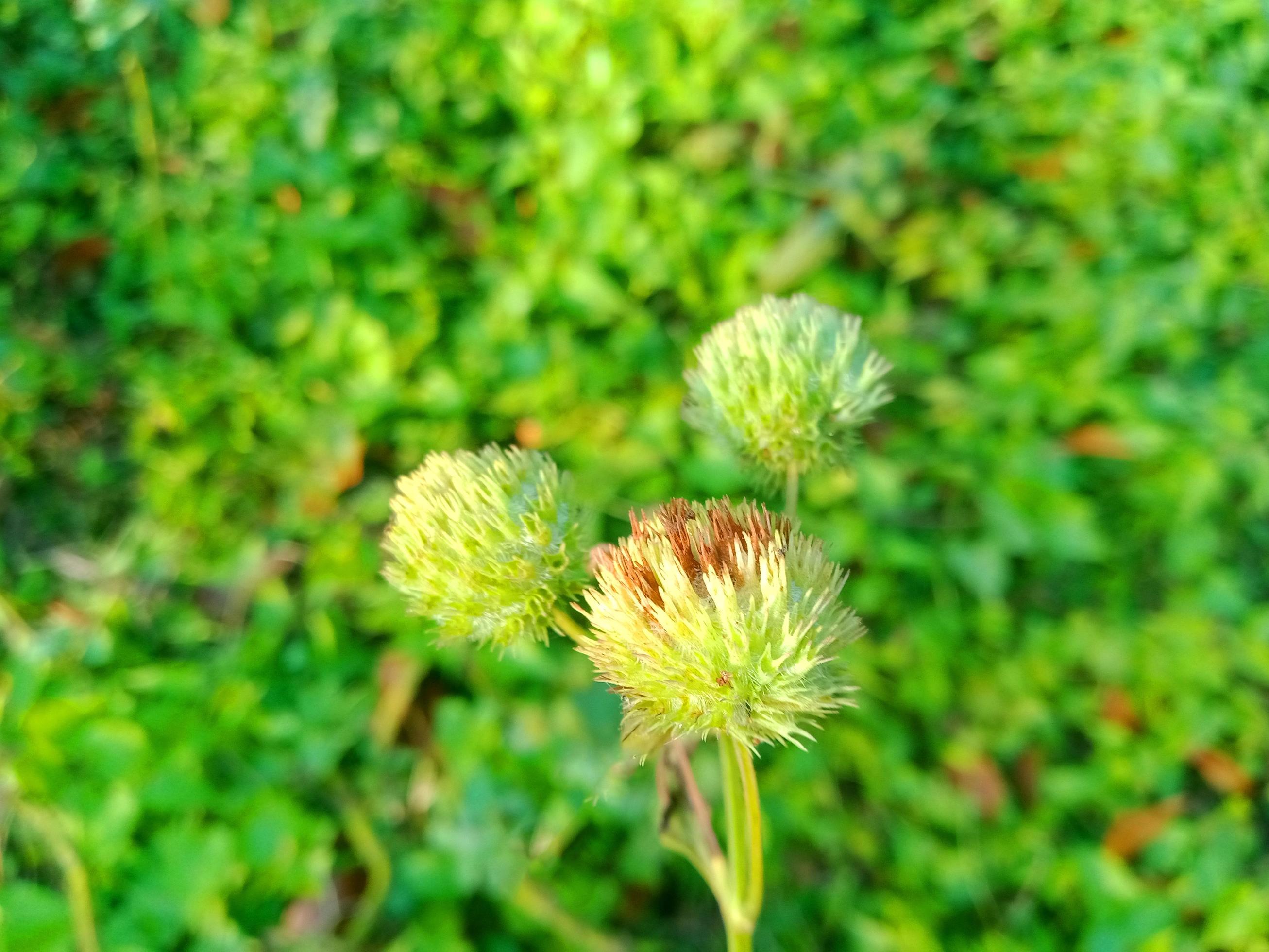 green flower background Stock Free