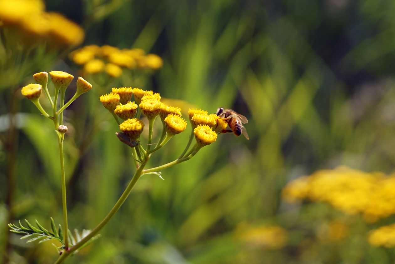 To bee or not to bee Stock Free