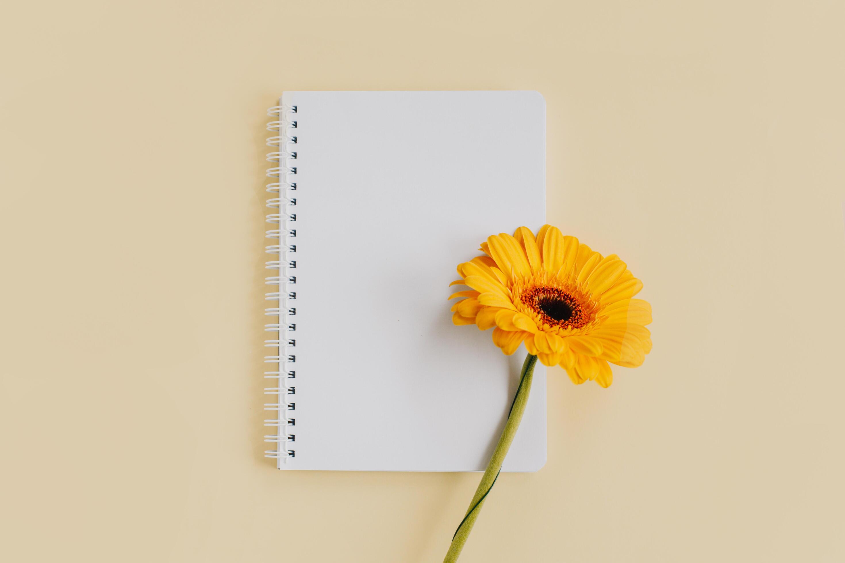 Notebook with blank page and yellow gerbera flower on light yellow background. Stock Free