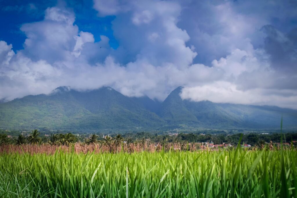 landscape view of rice fields with a hut in the middle and mountains in the background Stock Free