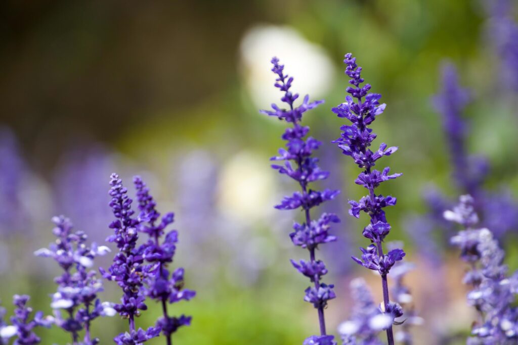 lavender flowers, close-up, selective focus Stock Free