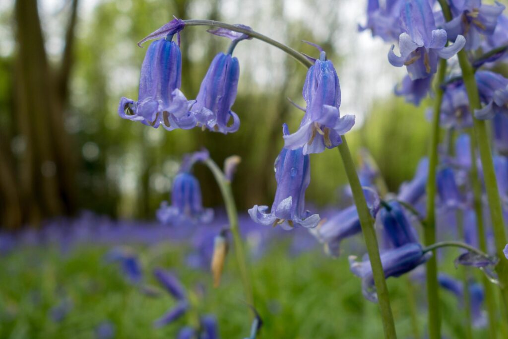 Sussex Bluebells flowering in springtime Stock Free