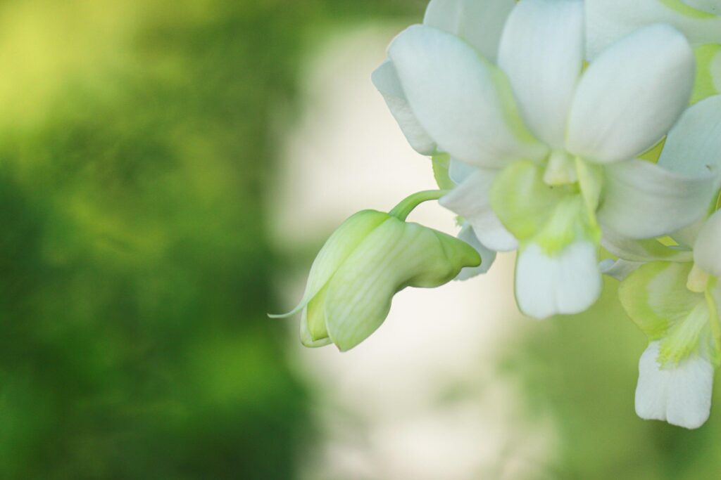 Beautiful white orchid natural background Stock Free