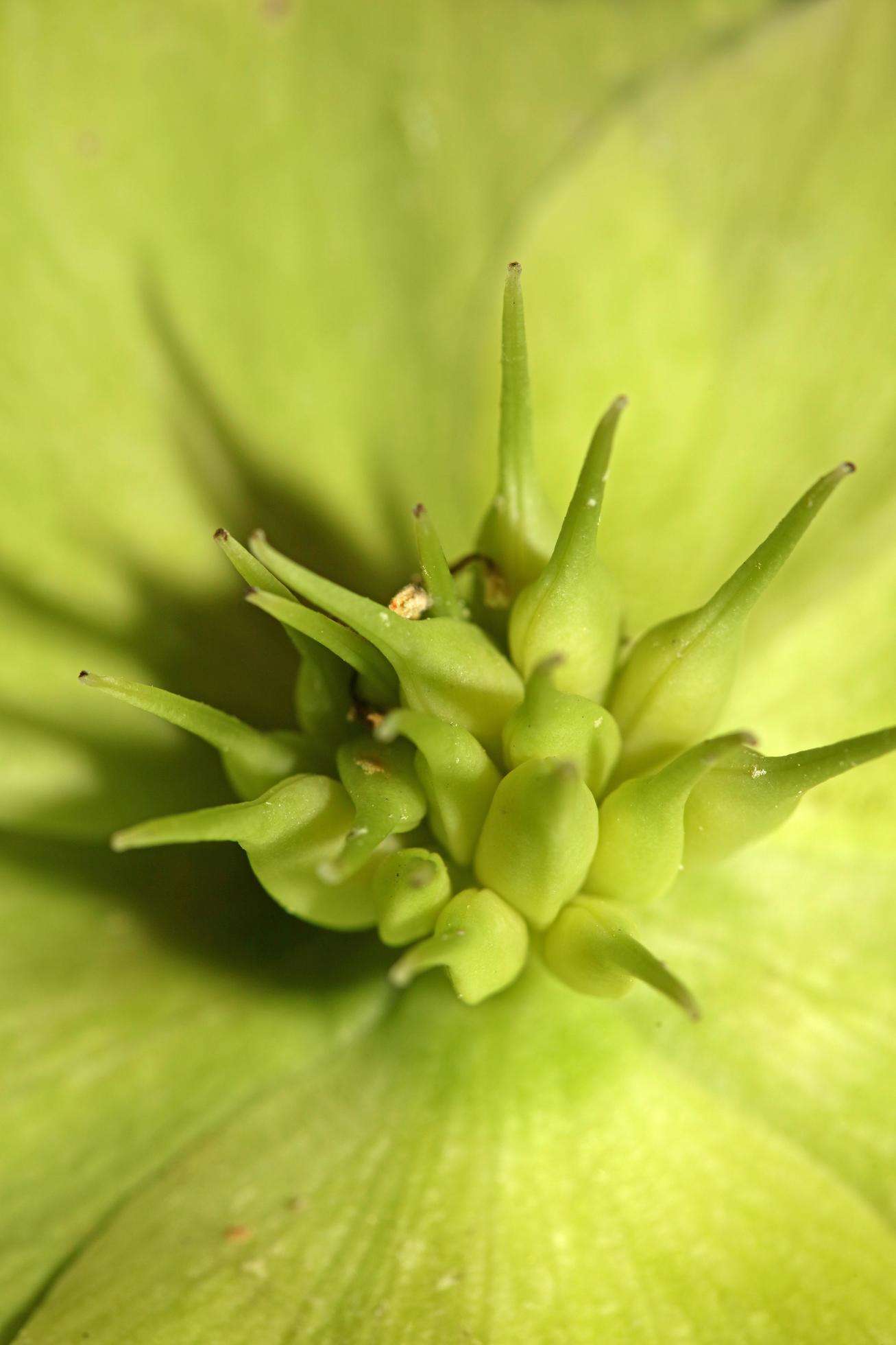 Yellow flower blossom close up helleborus viridis family ranunculaceae high quality big size botanical prints Stock Free