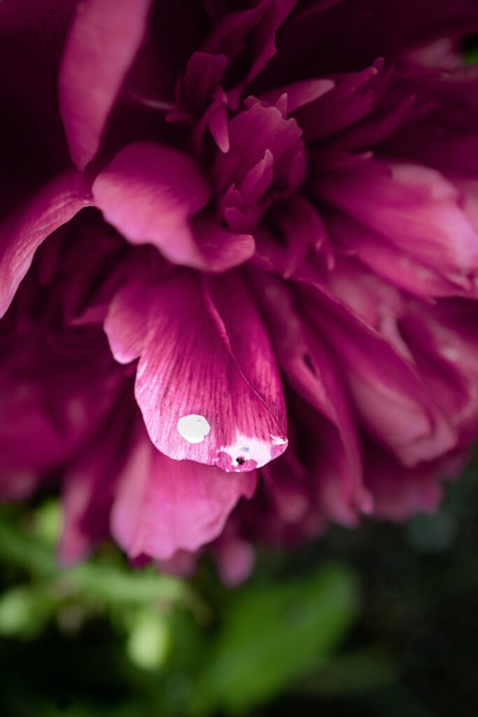 close up of a pink flower Stock Free