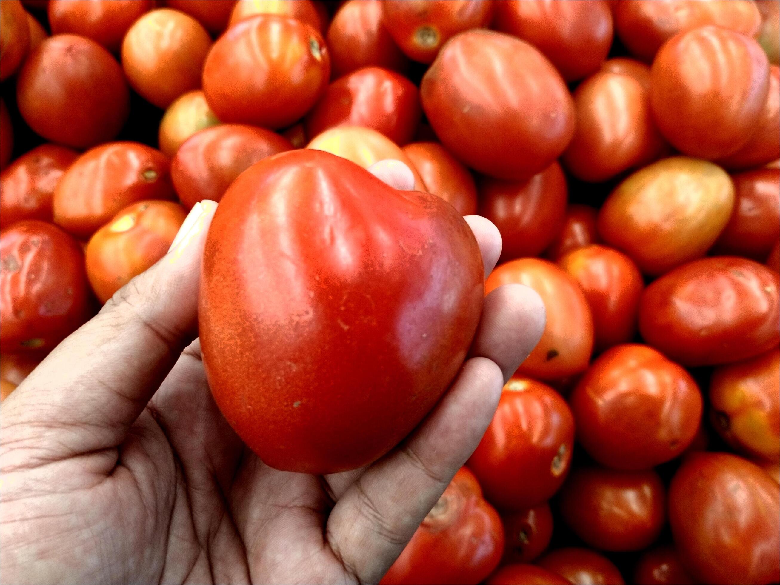 Hand holding up a ripe and bright tomatoes, with a blurred a bunch of tomatoes background. Fresh vegetables on a stall. Stock Free