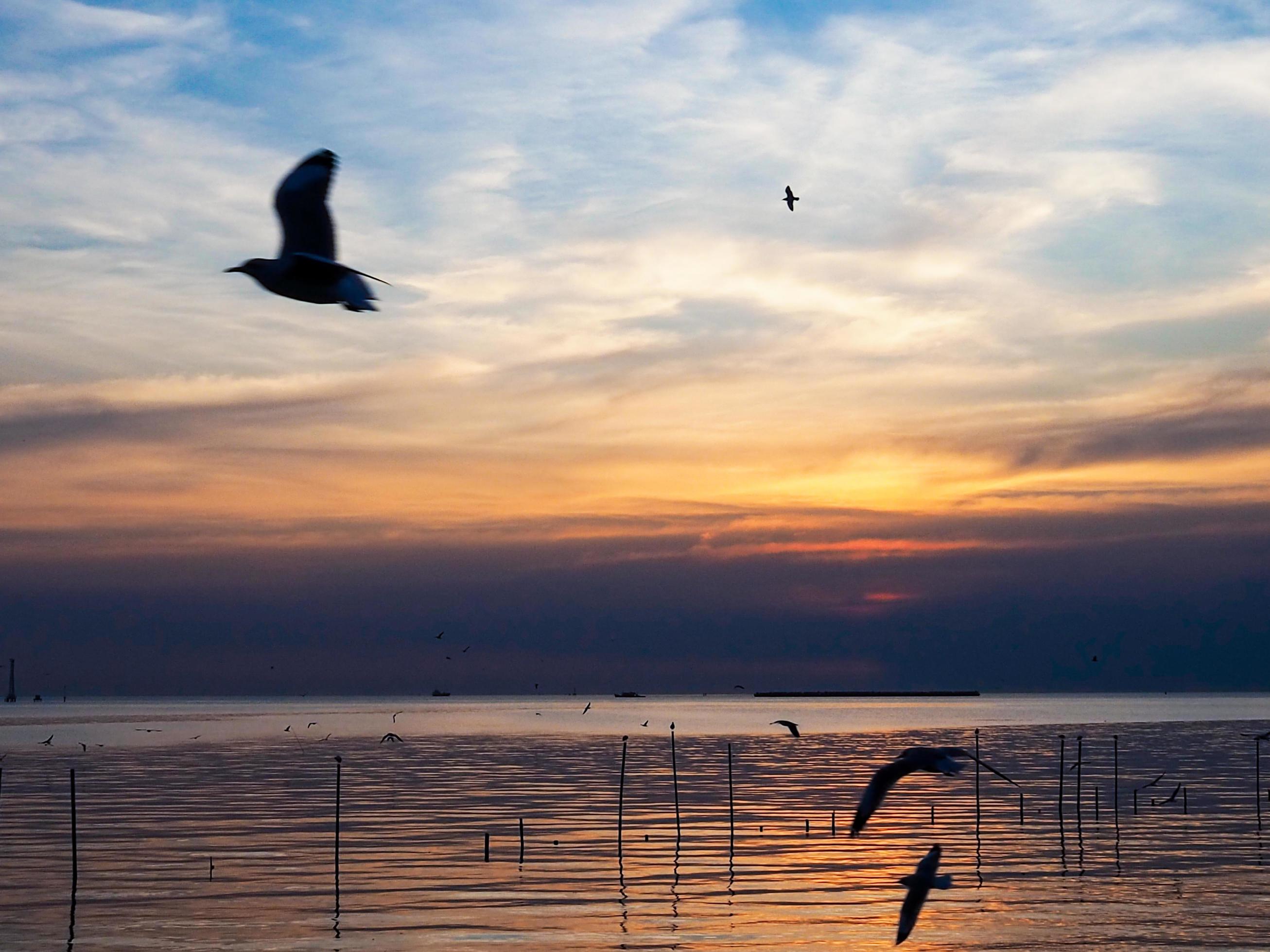 Flock of birds flies above the sea surface. Bird flying back to nest in natural sea and golden sky background during beautiful sunset. Stock Free