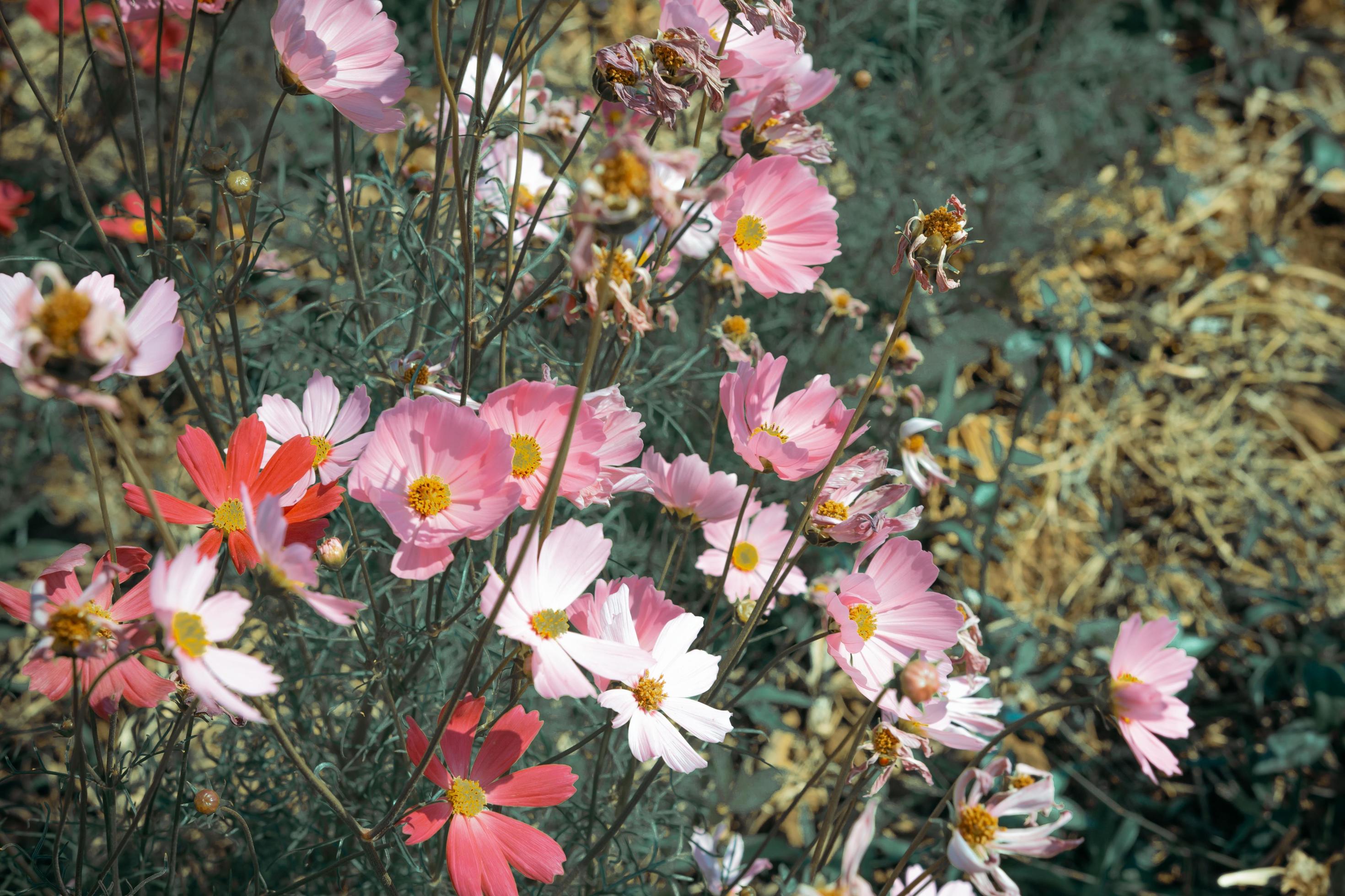 Blurred background of colorful flowers in the spring flower garden. Stock Free