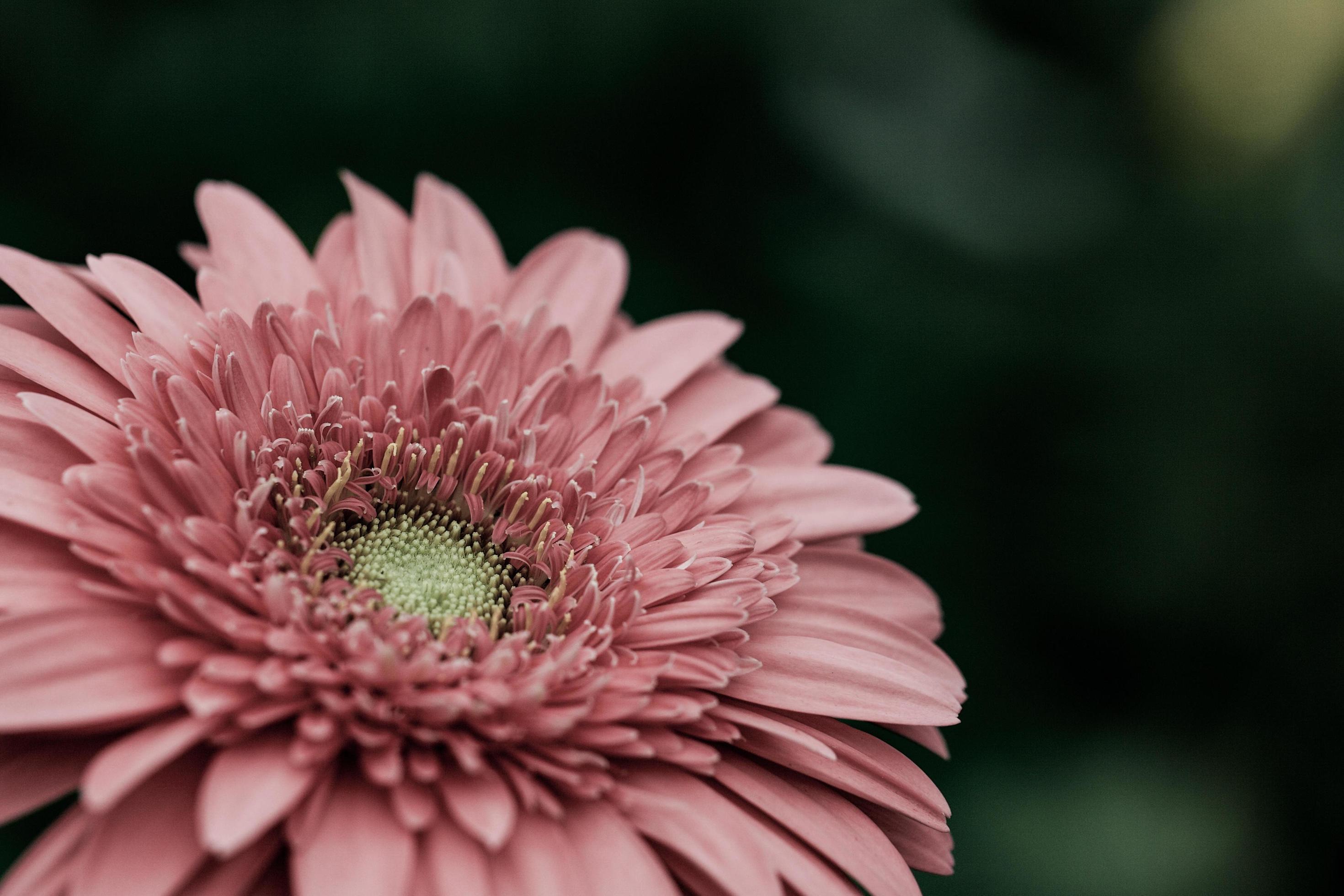 Close-up of a pink flower Stock Free