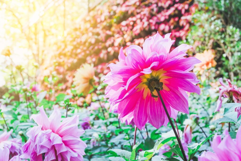 Pink Dahlia in nature Garden ,select focus. Stock Free