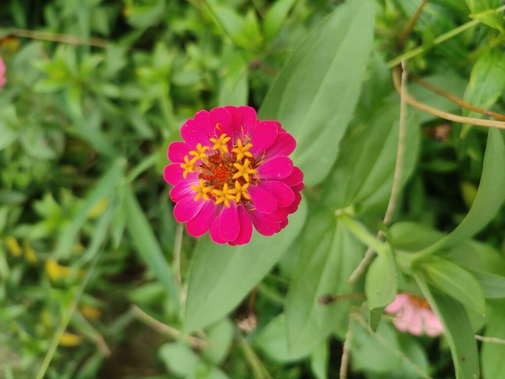 Zinnia elegans, also known as youth and age, common zinnia or elegant zinnia, is an annual flowering plant in the family Asteraceae. Stock Free