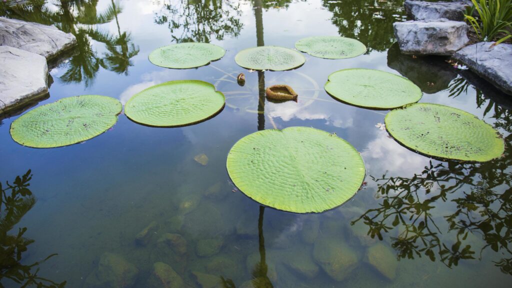 Victoria lotus leaf It is the largest lotus flower that floats on the water surface. Stock Free