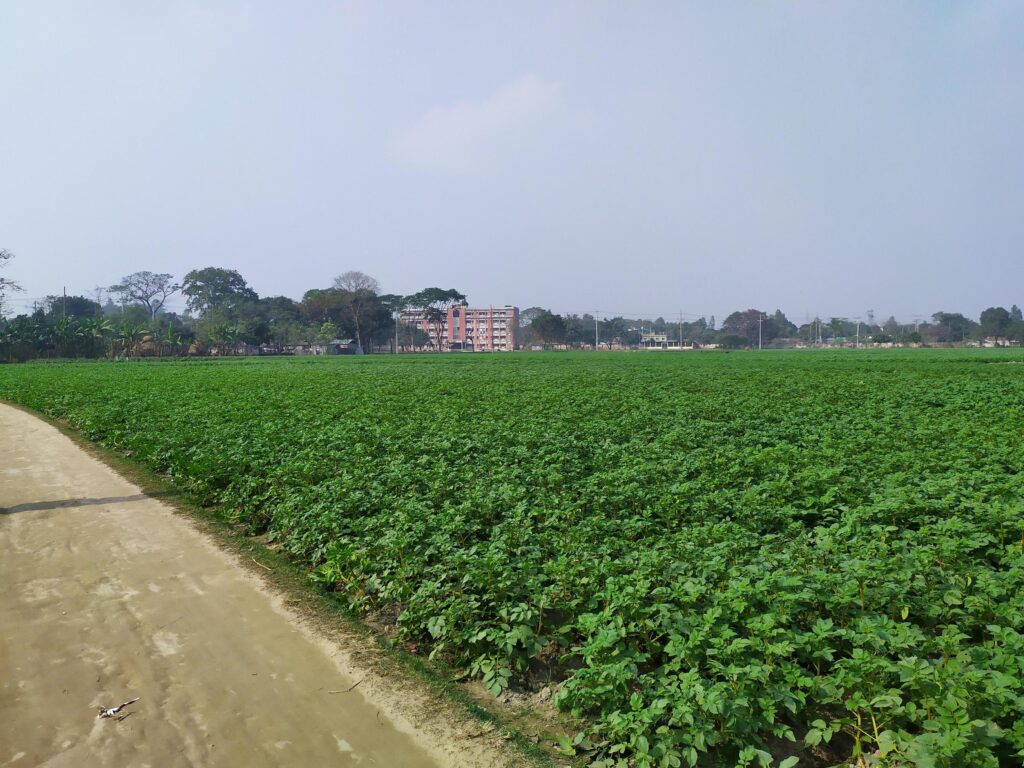 The field of potato goes as far as the eyes. Road in country side. Greenery nature of Bangladesh agriculture in spring landscape. Stock Free