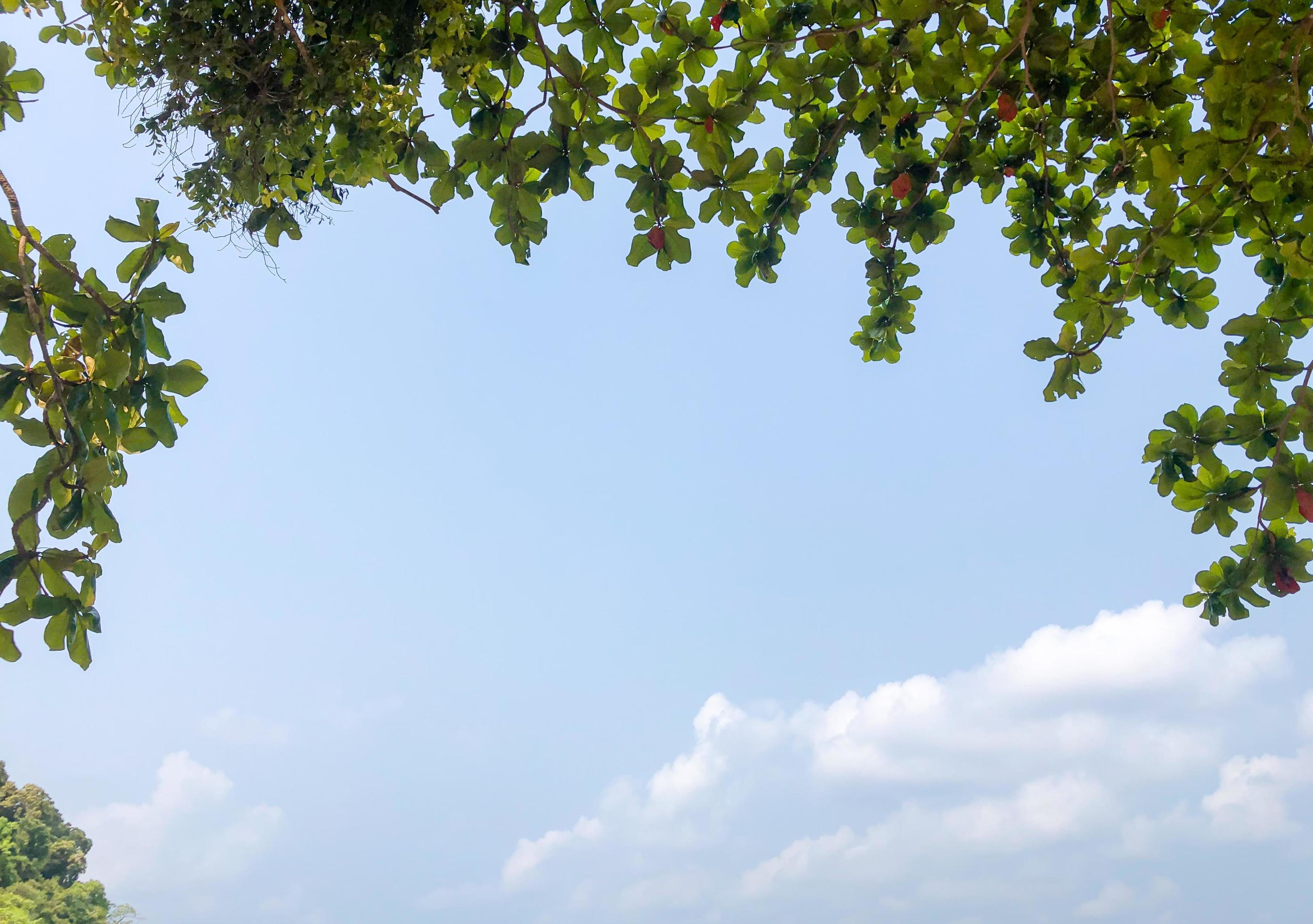 Natural blue sky and cloud with trees framed background, nobody, copy space. Stock Free