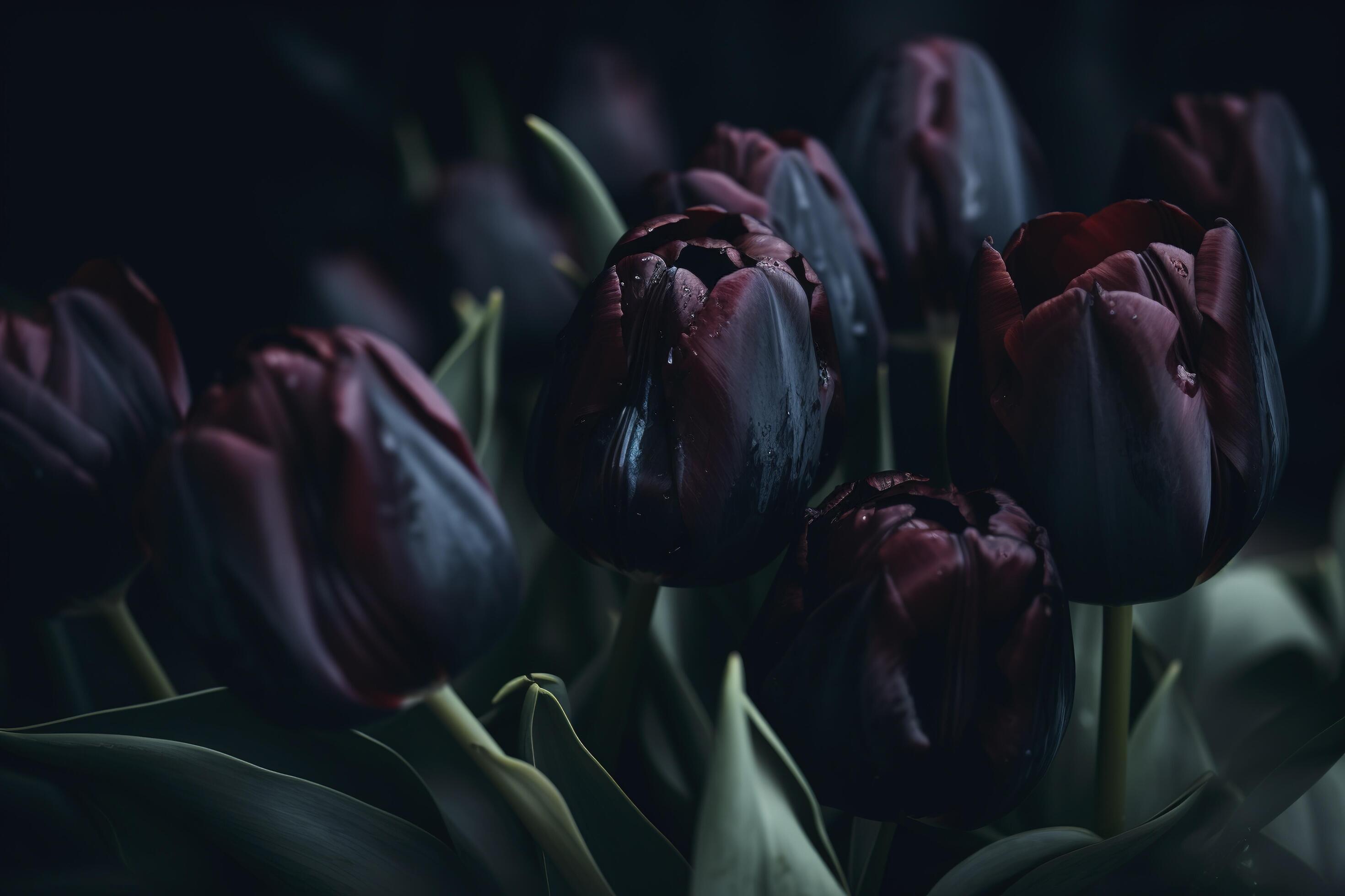 Black tulips on black background. Minimalistic contemporary bunch of elegant spring flowers. image. Stock Free