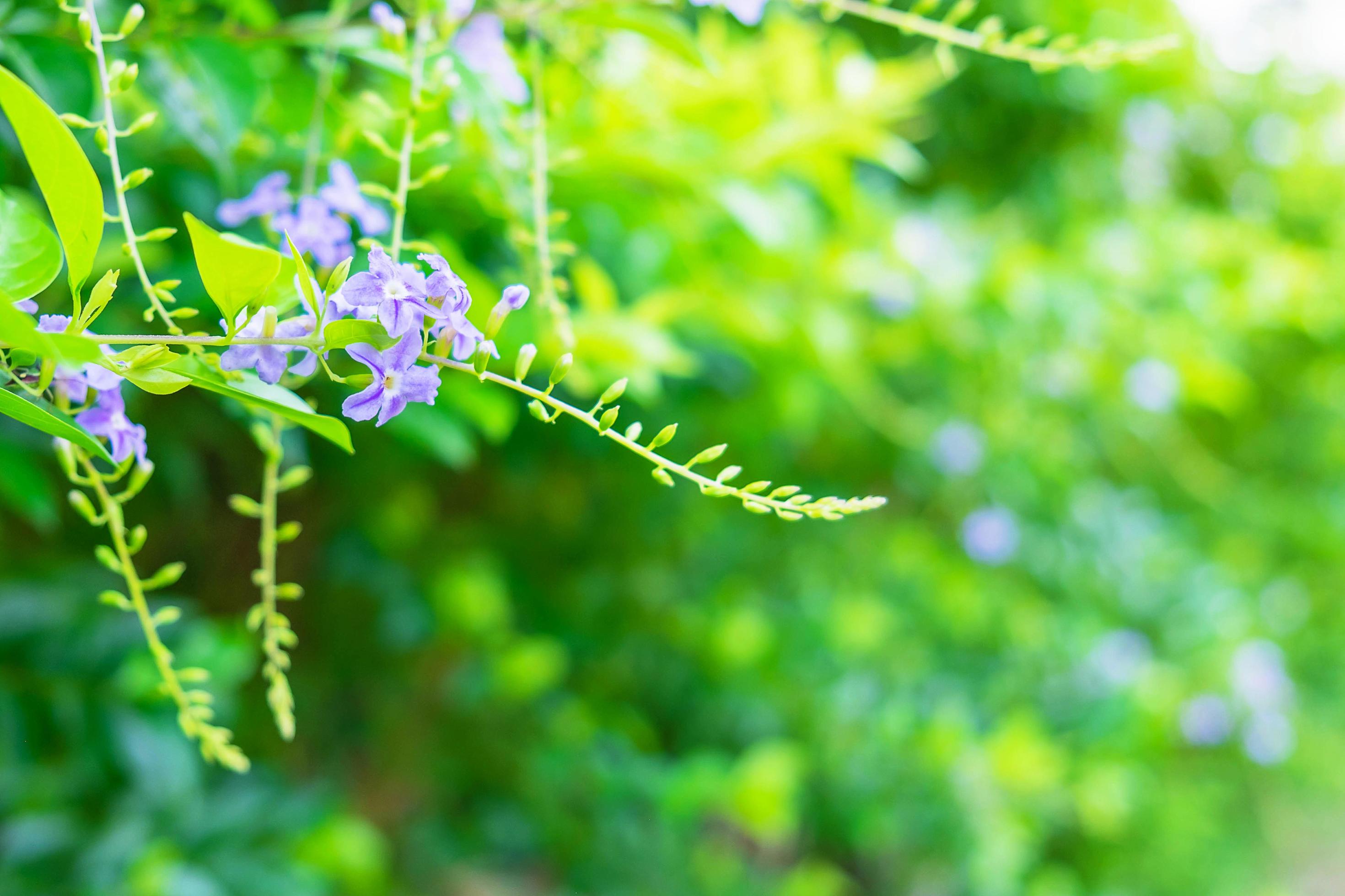 Natural flower background Stock Free