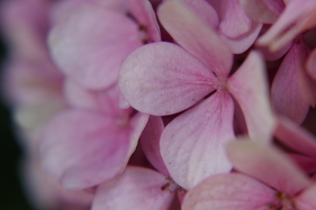 Pink Hydrangea Flowers Stock Free