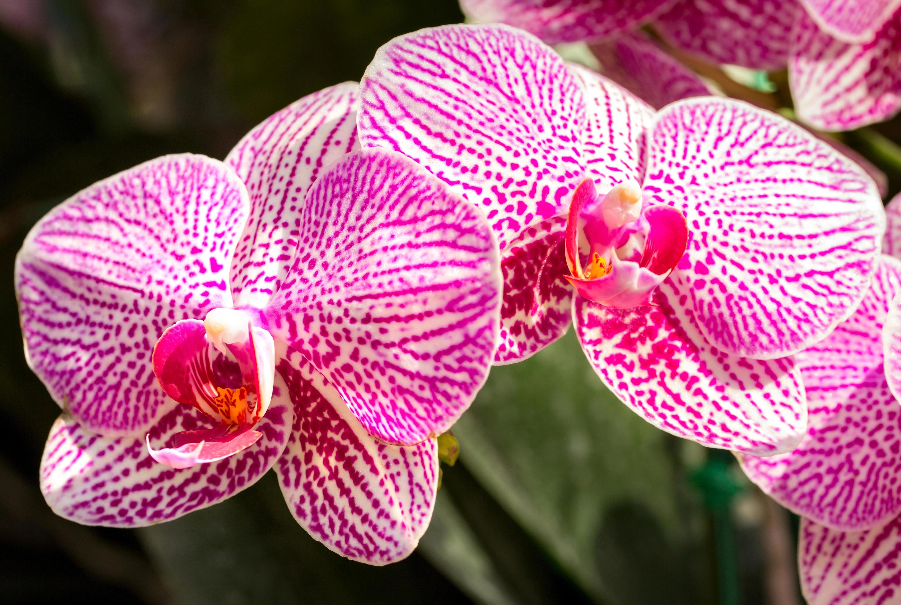 Phalaenopsis orchid flower Stock Free