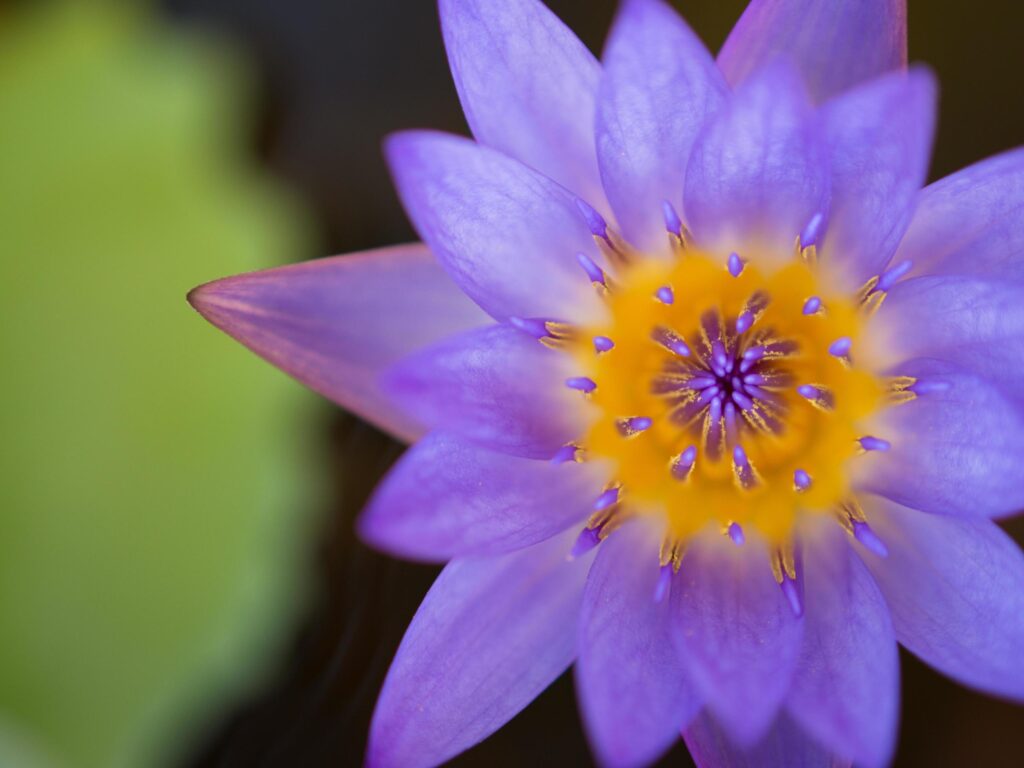 Closeup colorful beauty lotus flower blooming Stock Free