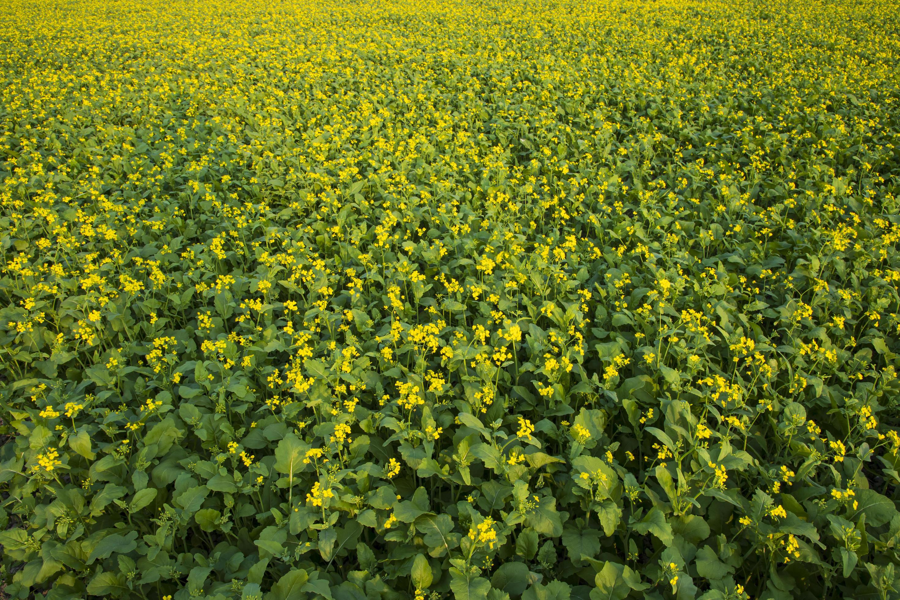 Beautiful Yellow Blooming rapeseed flower in the field natural Landscape view Stock Free