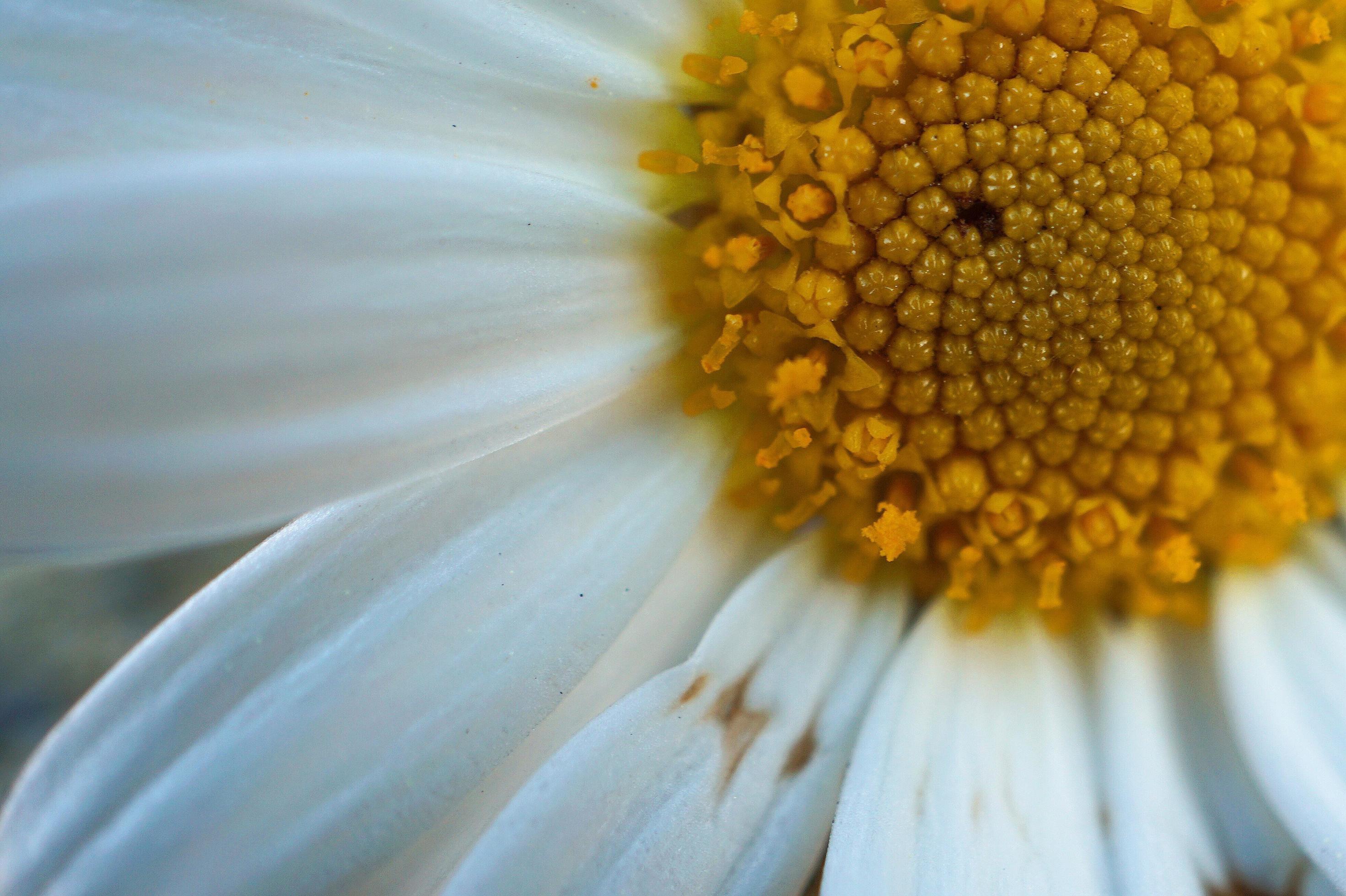 Beautiful white daisy flower in the spring season Stock Free