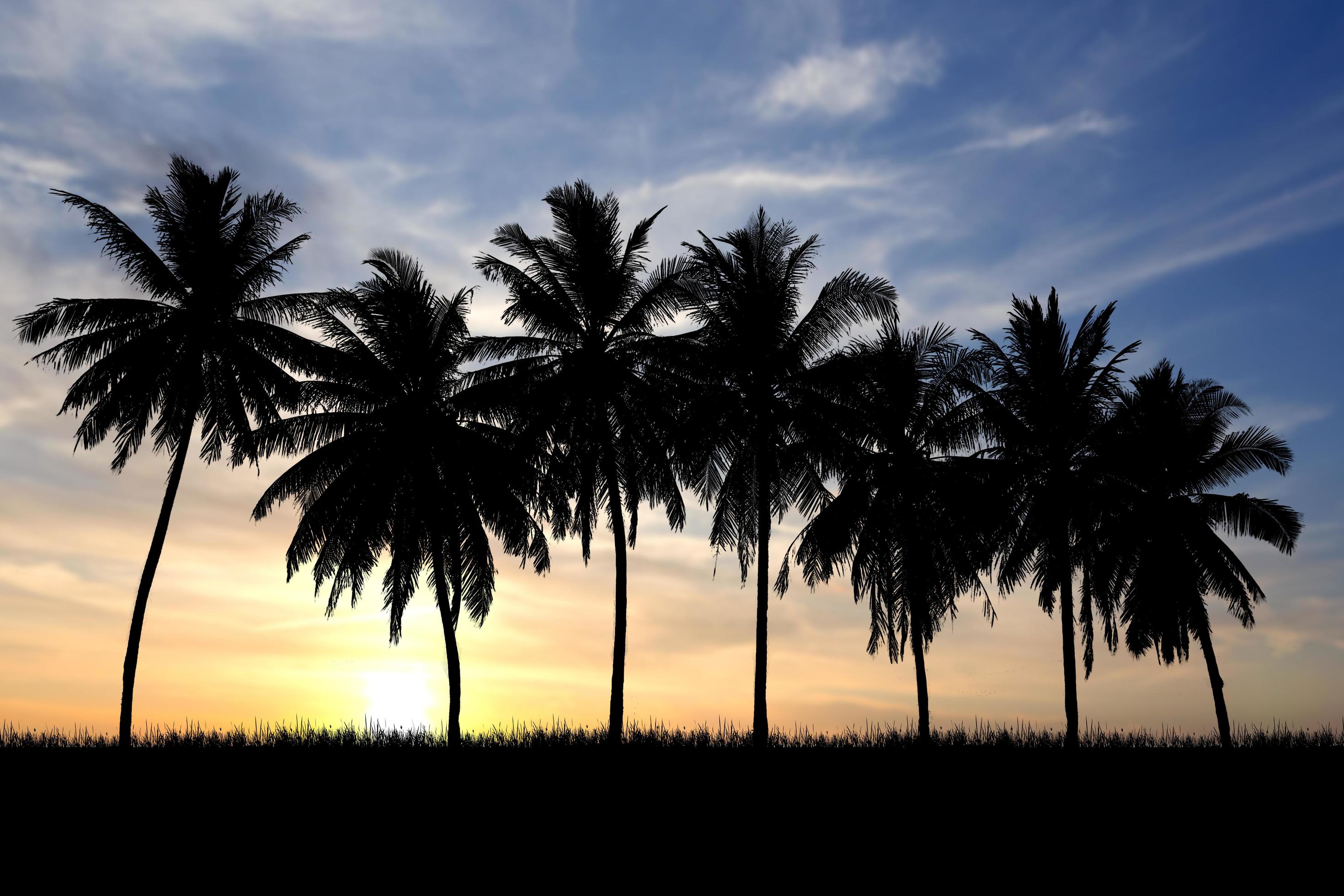 Coconut tree silhouette with beautiful natural light. for use as a background. nature view and sunset concept Stock Free