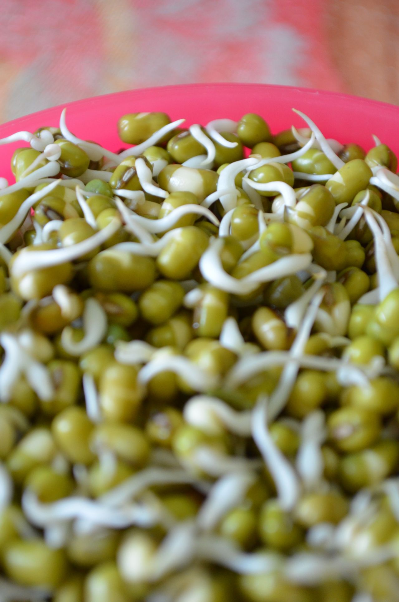 Mung Beans Spouts Dal Gram Stock Free