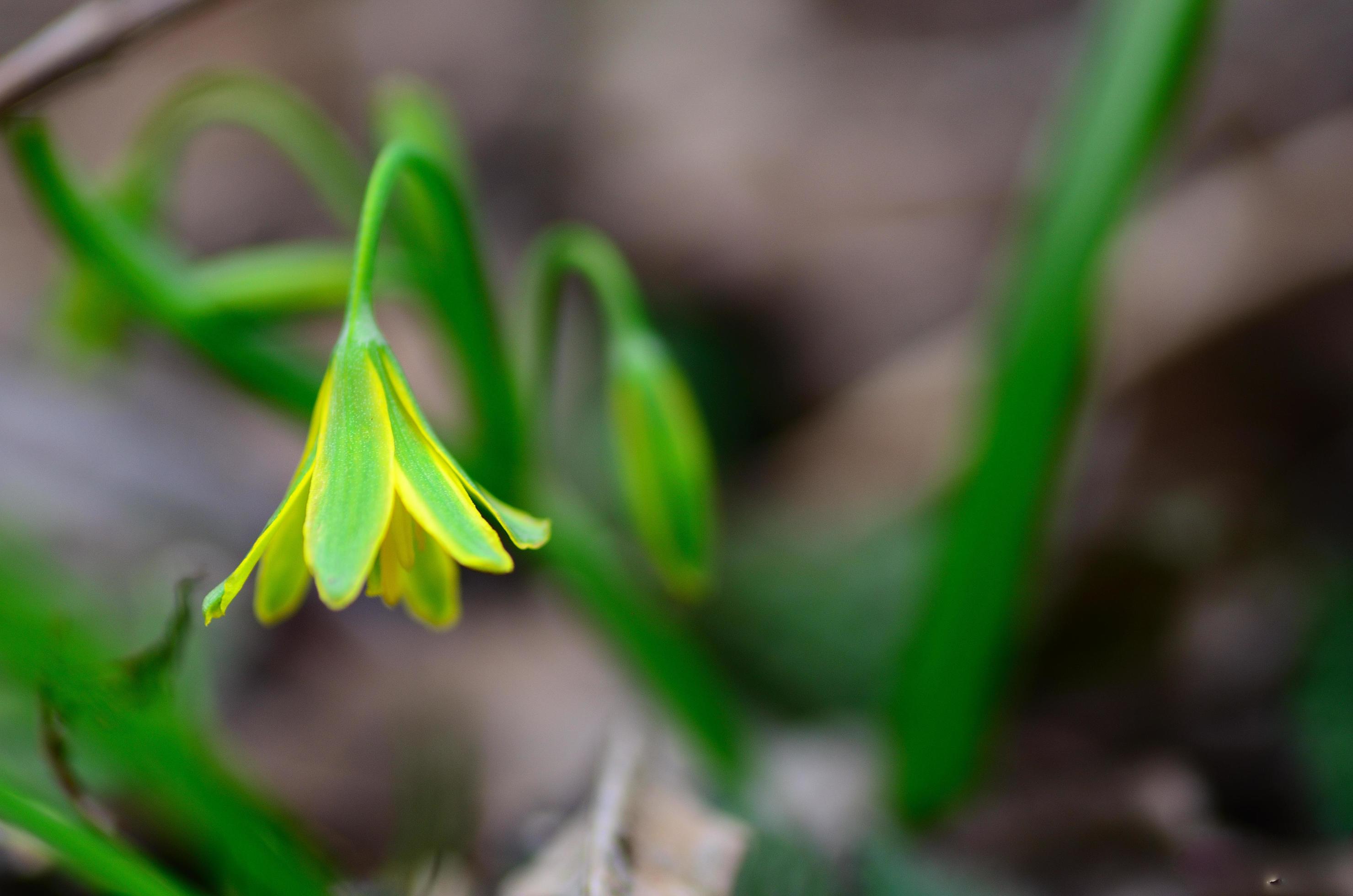 small yellow flower in the spring Stock Free