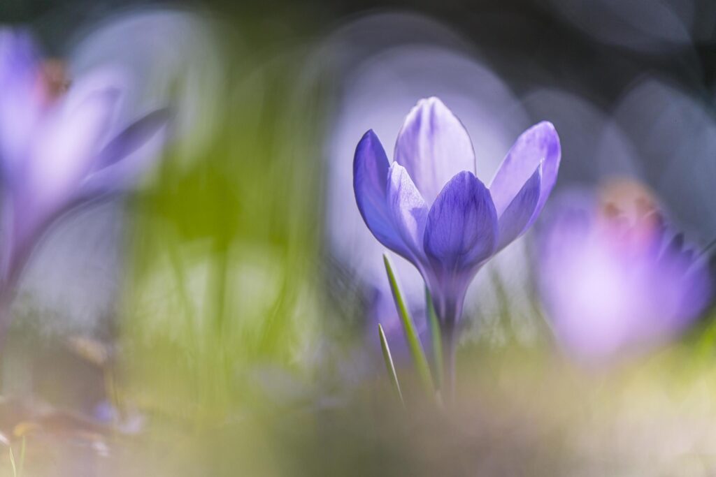 Purple crocus flower in bloom during daytime Stock Free