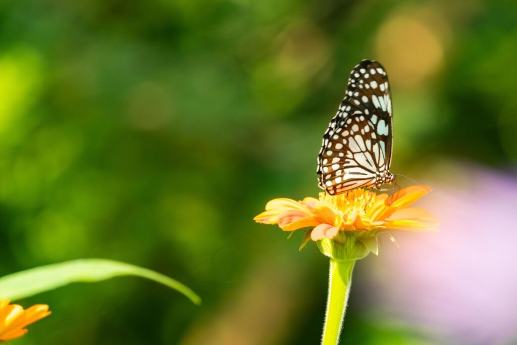 Colorful butterfly and beautiful patterns. butterflies feed on nectar from flowers in the morning. Stock Free