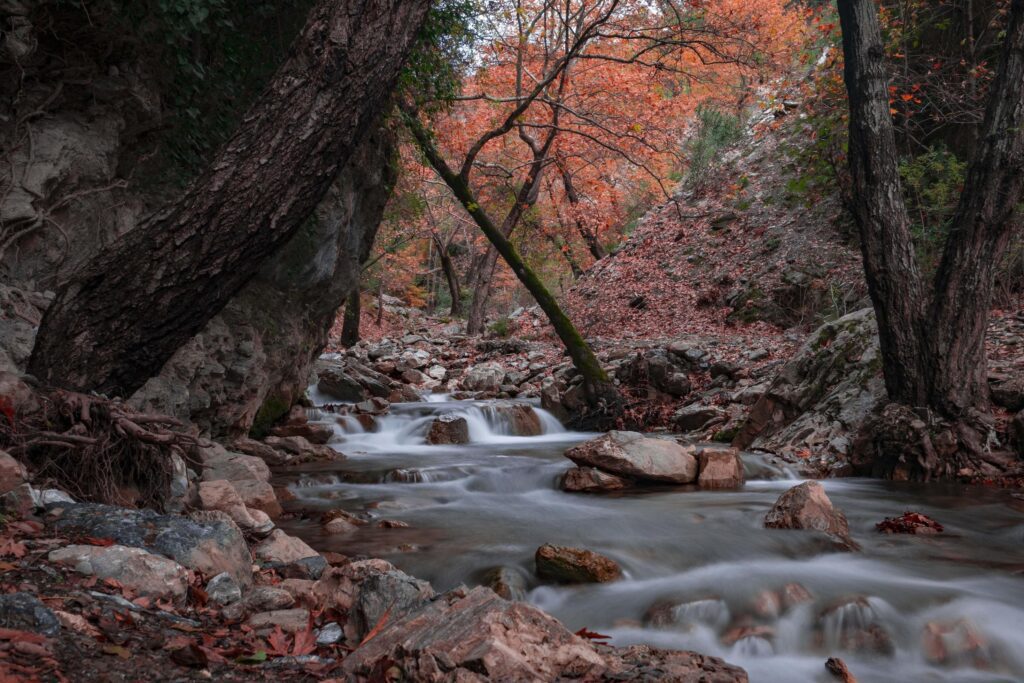 Mountain river stream forest Landscape nature plant tree rainforest jungle Stock Free