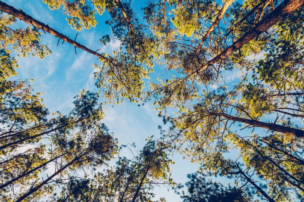 Pine tree in natural forest and sunlight with vintage tone. Stock Free