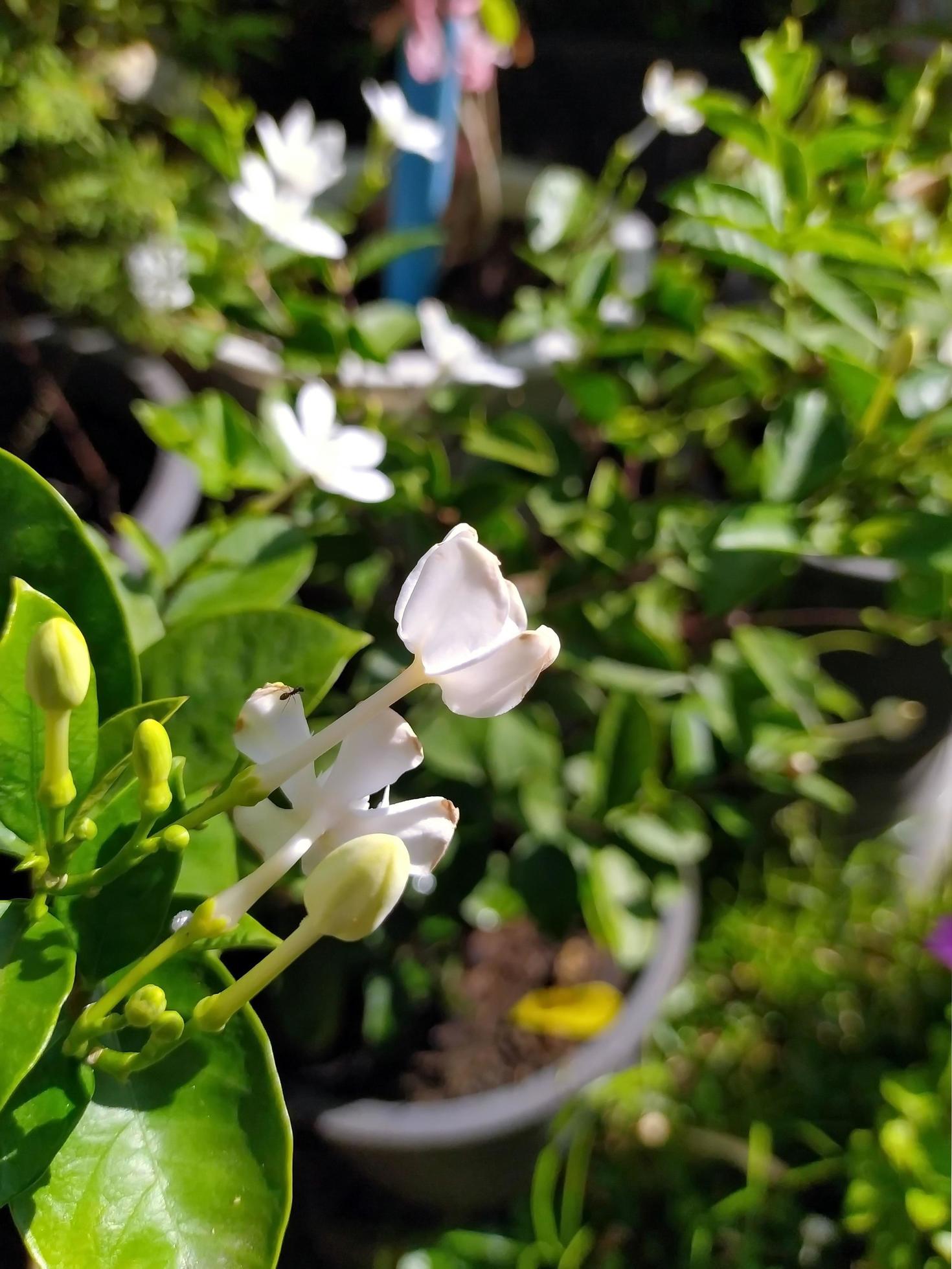 Beautiful little white flowers in the garden. Stock Free