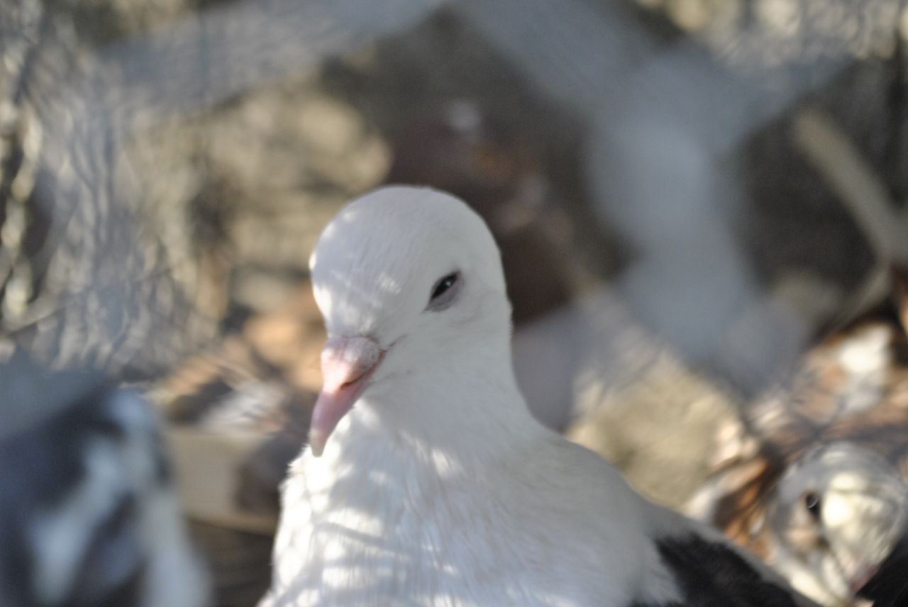 White Bird Pet Store Stock Free