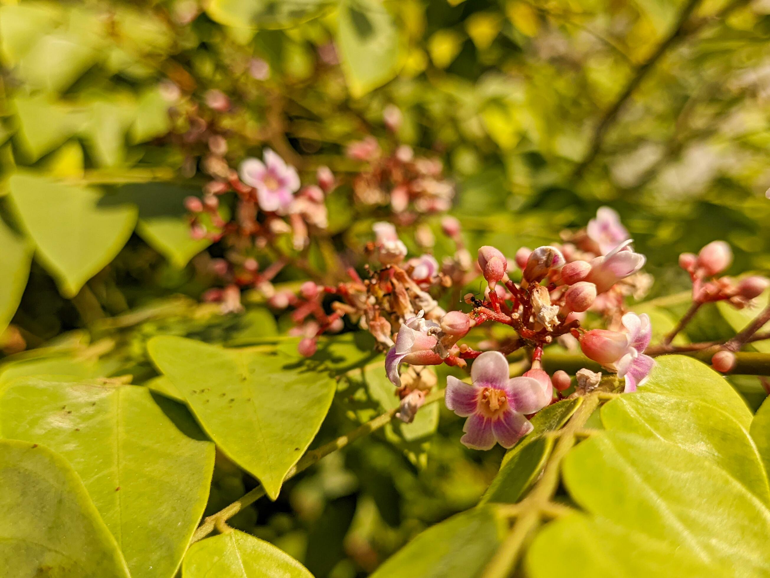 A close up of averrhoa carambola flower. a species of tree in the family Oxalidaceae native to tropical Southeast Asia Stock Free