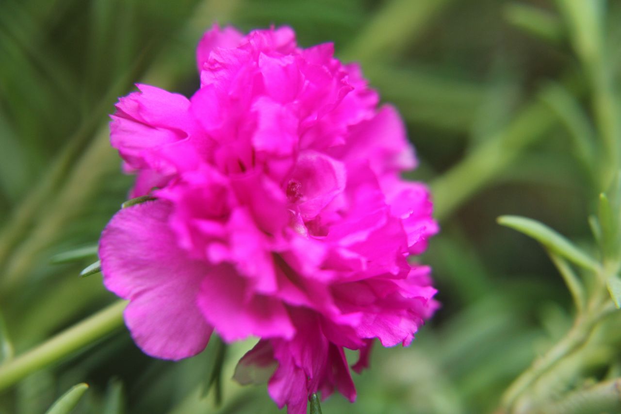 Carnation Flowers Pink Stock Free