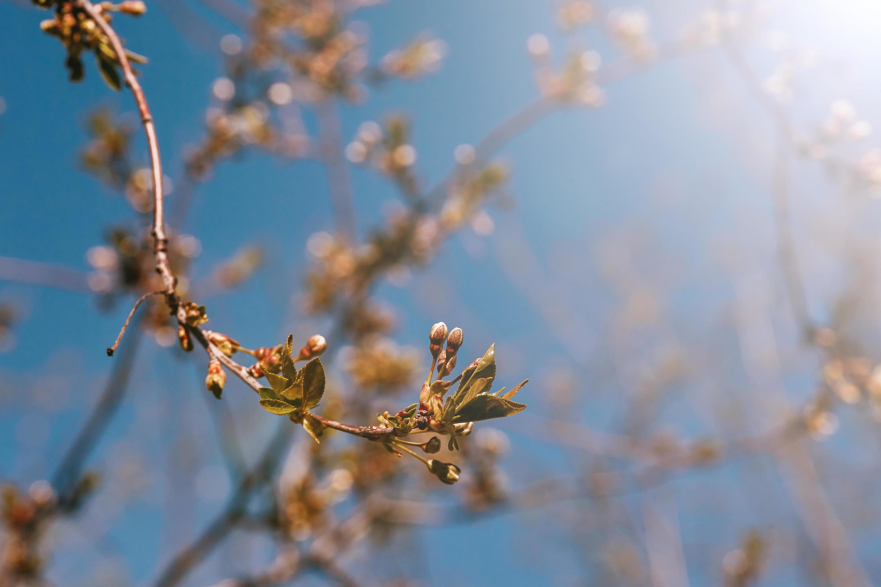 spring not blooming cherry flowers in the sun Stock Free