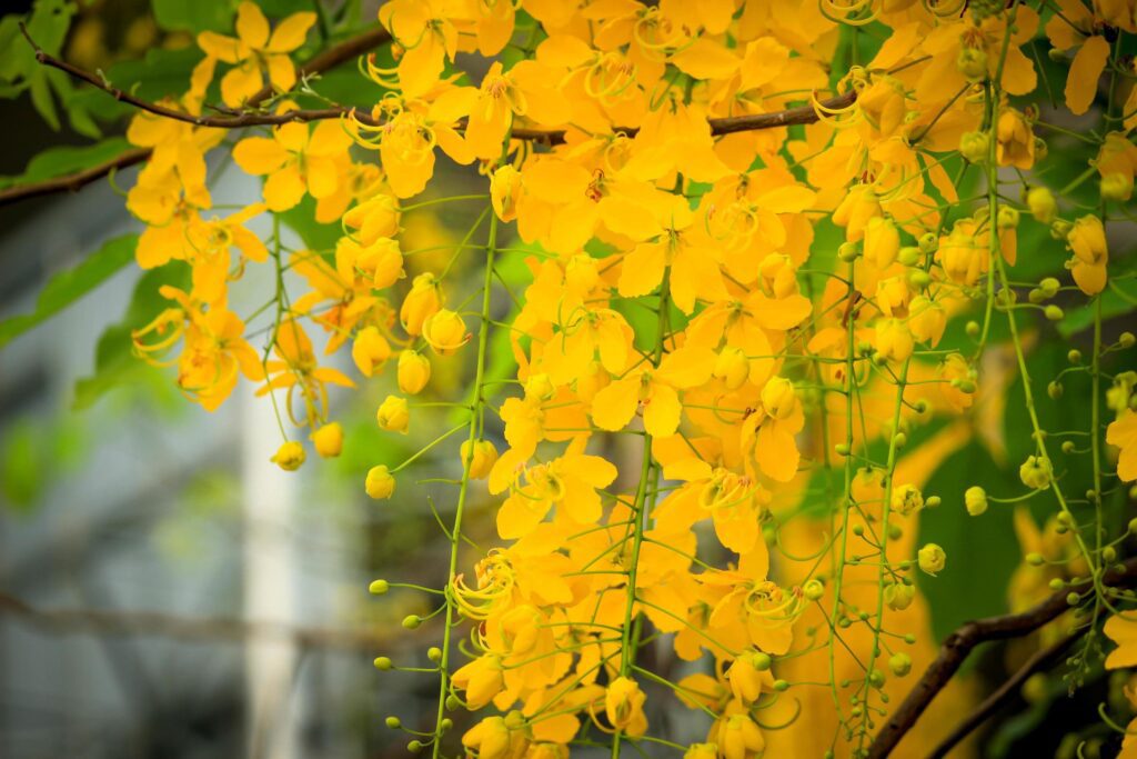 Beautiful golden shower flower Ratchaphruek, tropical yellow flower blooming in summer garden Stock Free