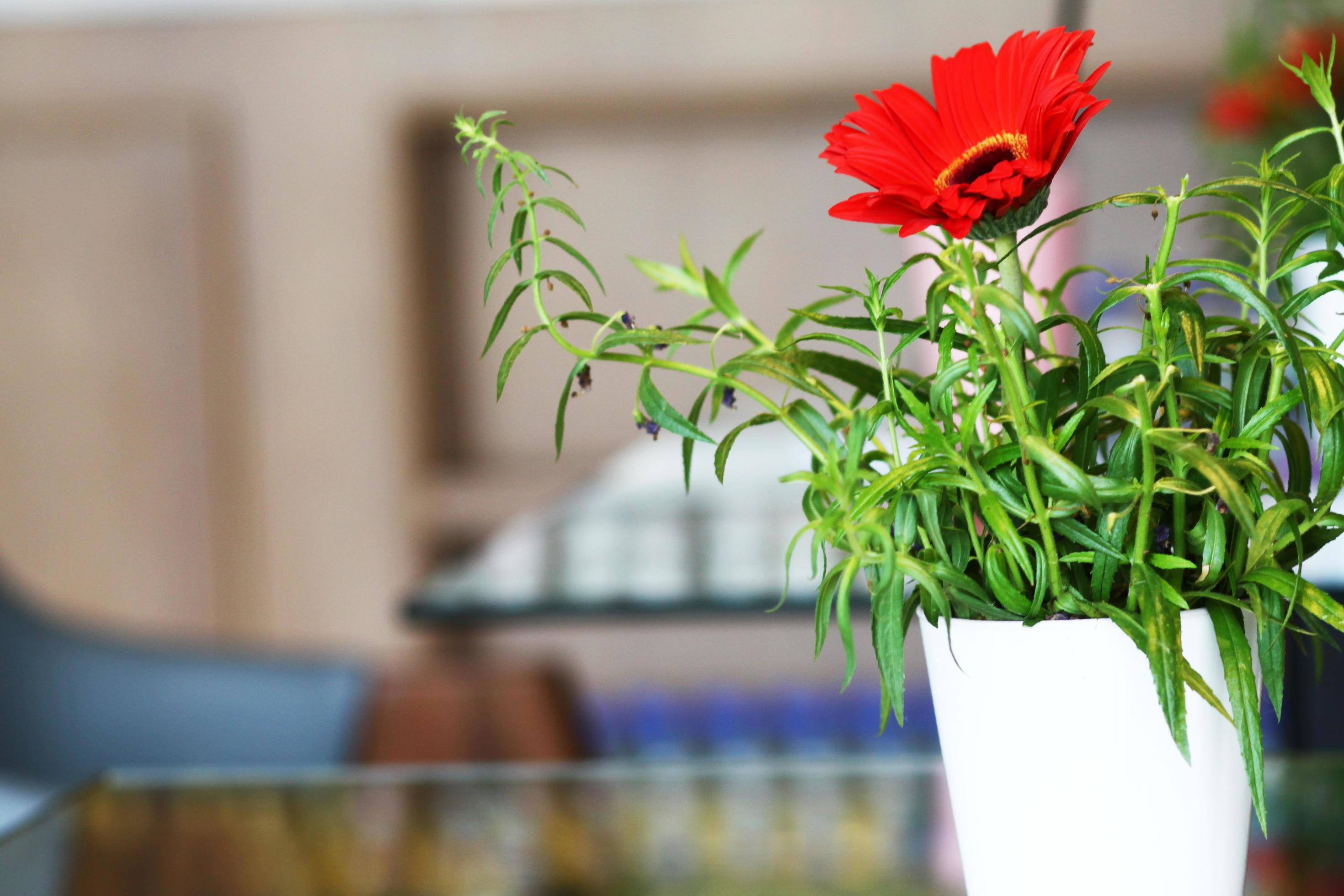 Red Gerbera or Barberton daisy flowers in white ceramic vase Stock Free