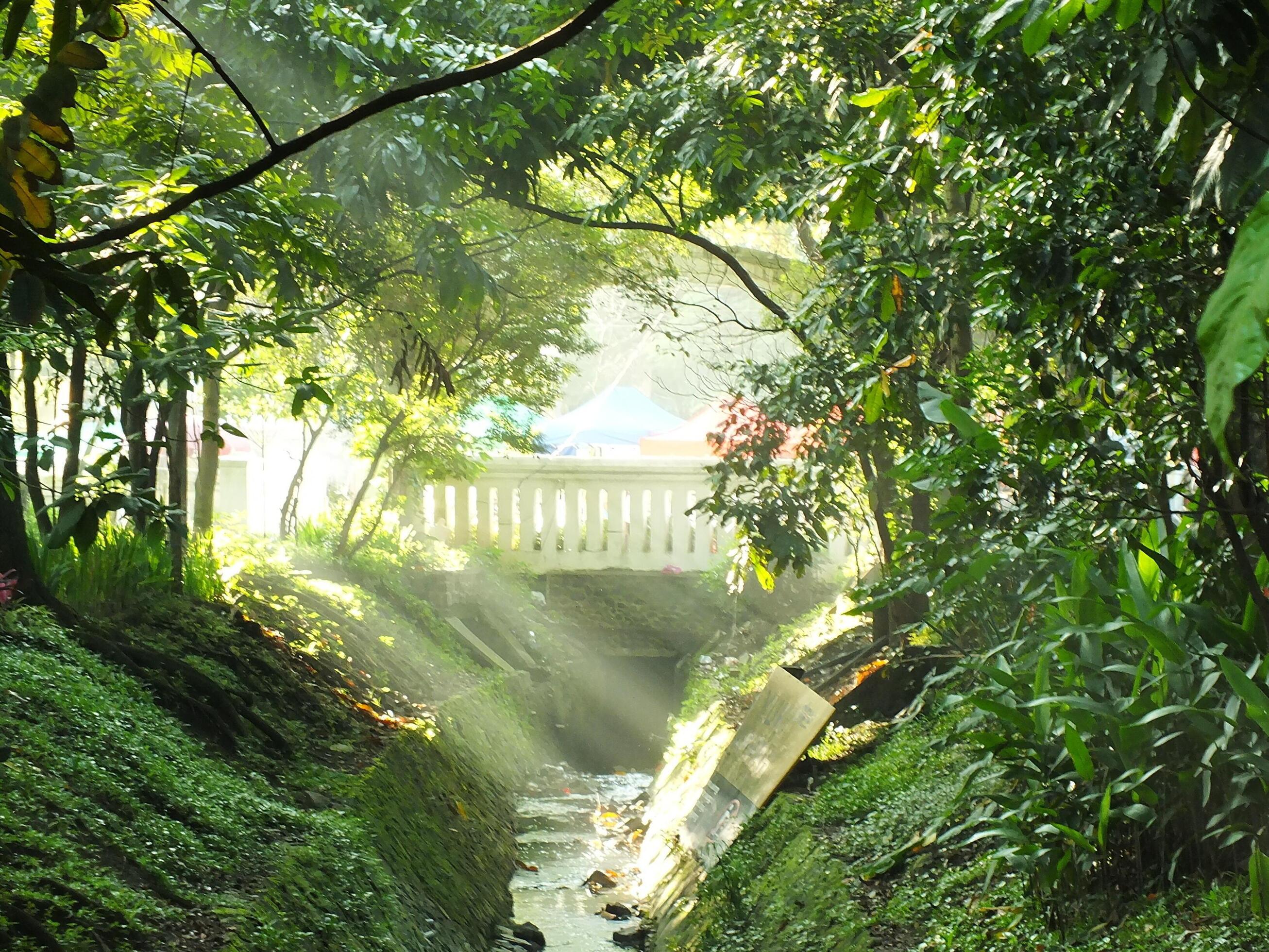 Mystical morning sunbeams on a park with bridge as a background. Sunlight through trees and river Stock Free